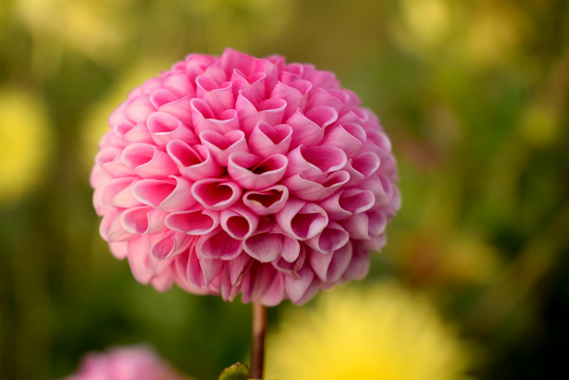Gros plan d'une fleur de dahlia rose | Source : Pexels